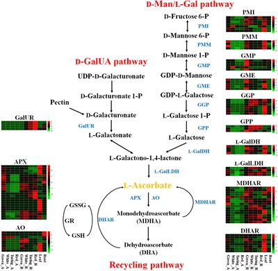 Genome-Wide Analysis of Ascorbic Acid Metabolism Related Genes in Fragaria × ananassa and Its Expression Pattern Analysis in Strawberry Fruits